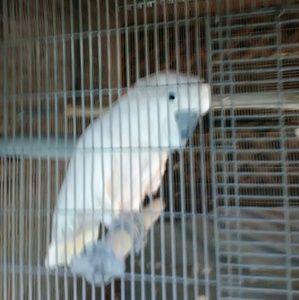 Meet your Posher, Candy